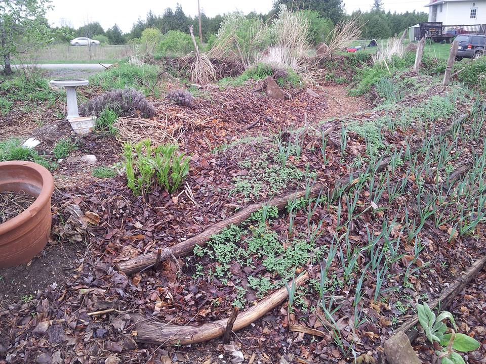 Agape Gardens hugelkultur beds