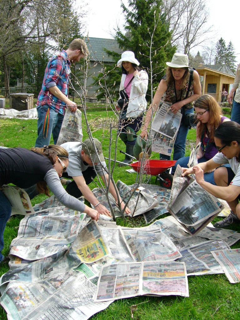 sheet mulching around a tree