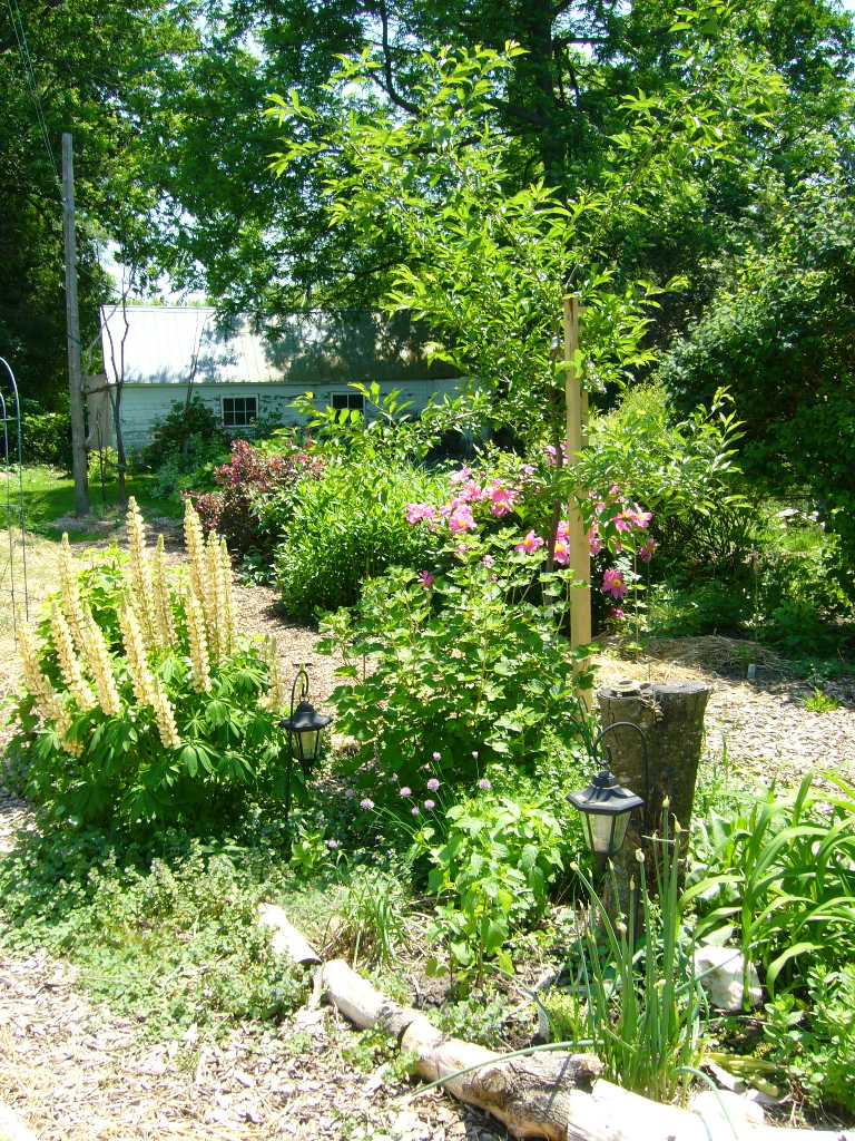 plant guild: plum tree, currants, lupine and herbs for tea and salad