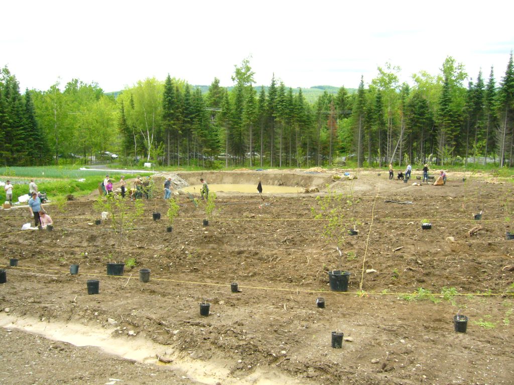 edible forest garden, food forest, polyculture