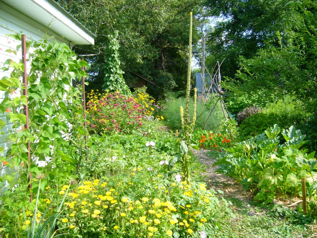 permaculture garden in year 4