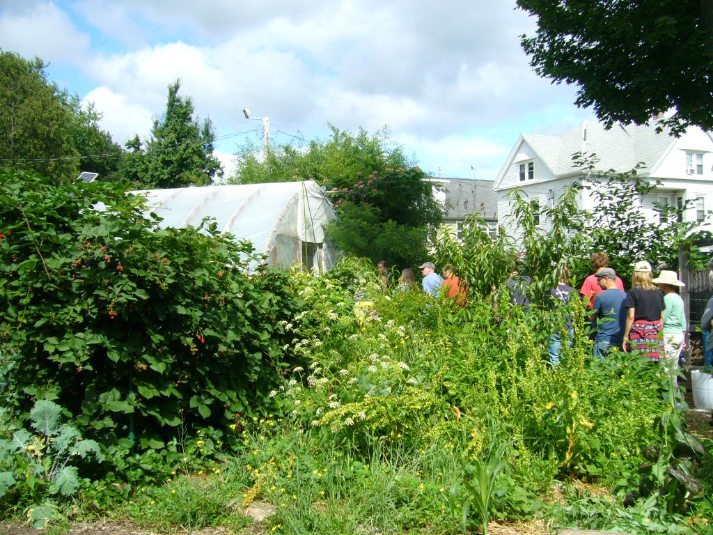 edible forest garden, food forest, polyculture, Paradise Lot