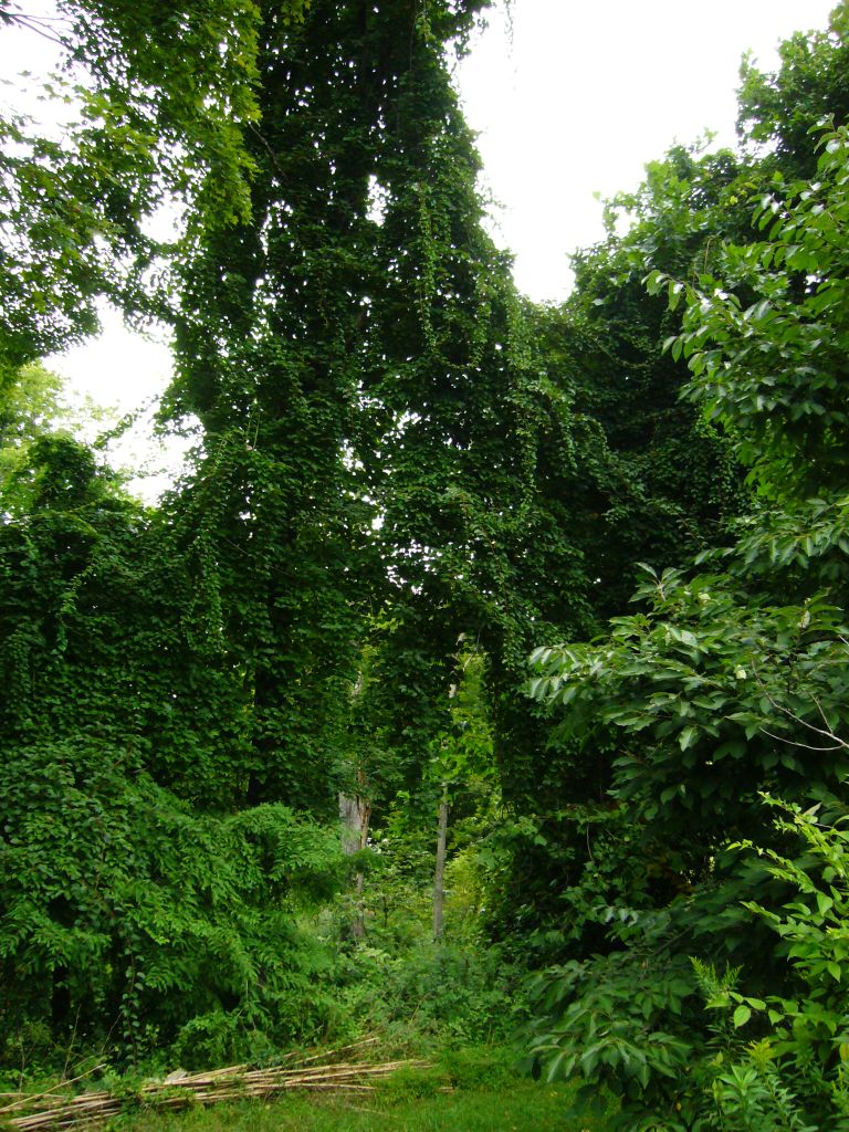 edible forest garden, food forest, polyculture, Tripple Brook Farm