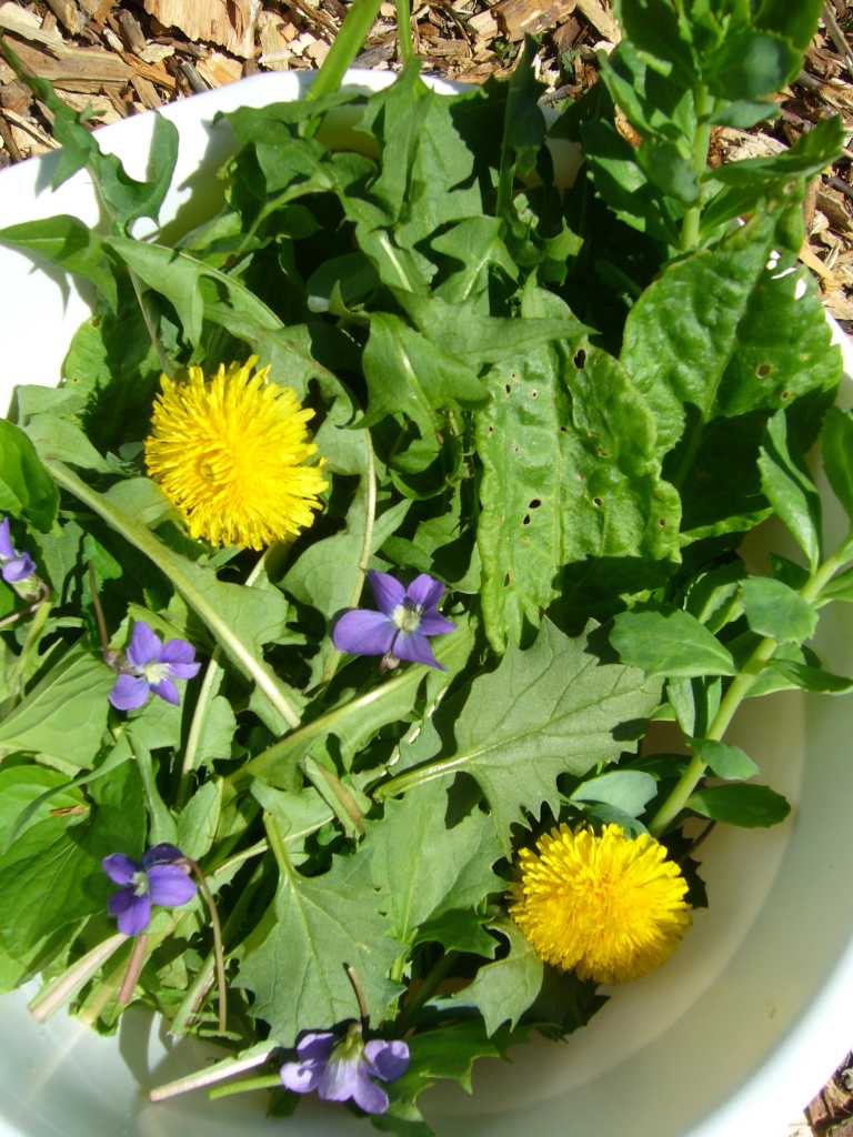edible weeds