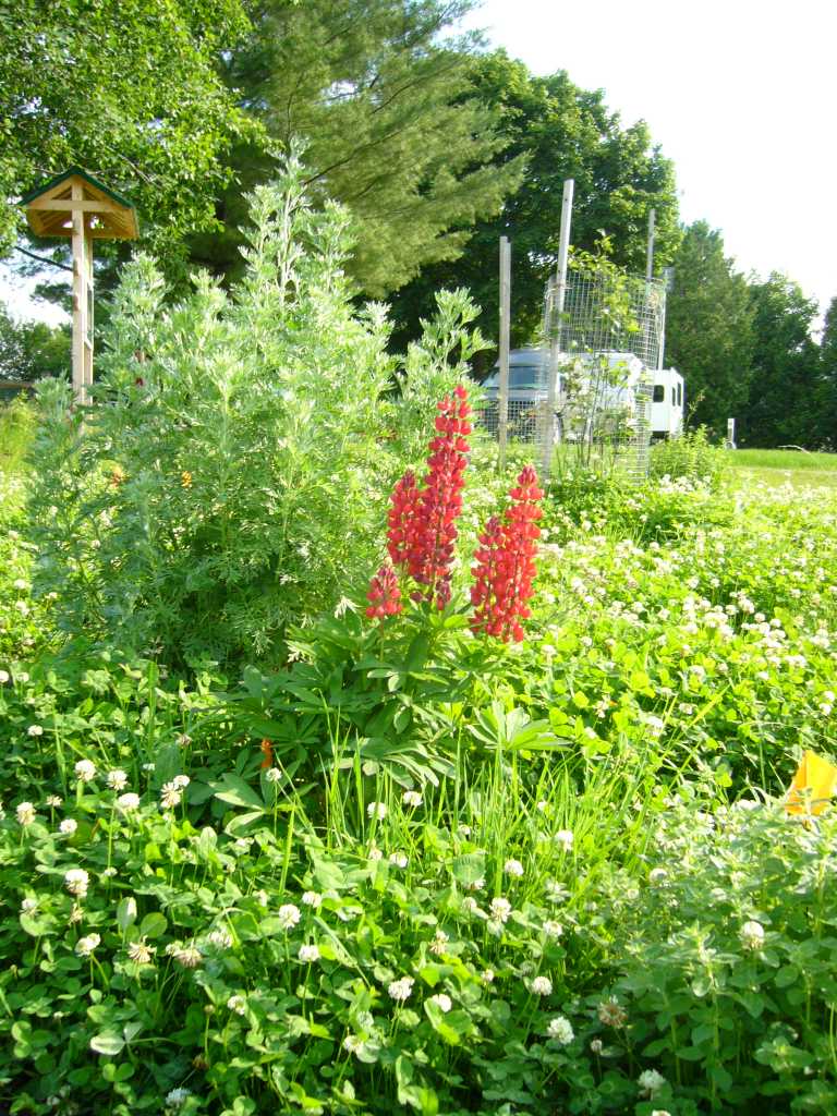 The Table's edible forest garden