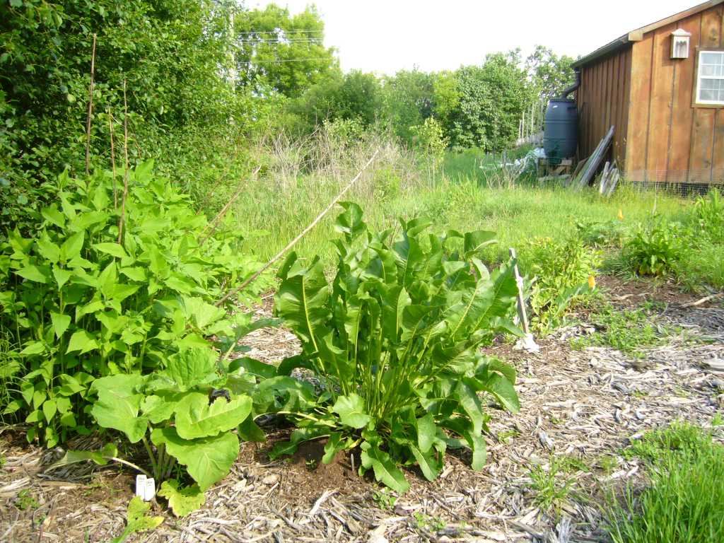 edible forest garden, drier site