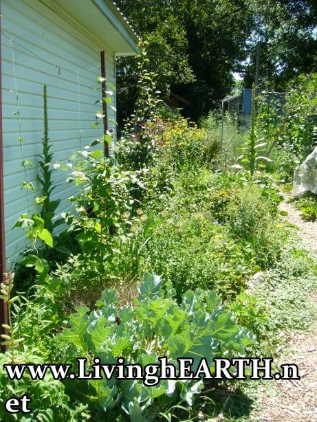 intensive home garden, zone 1