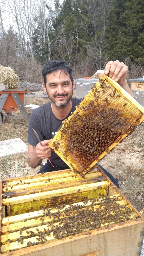 Radical Homestead bees