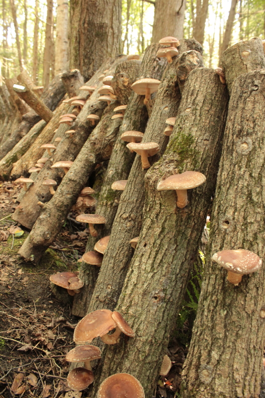 Ferme et Foret mushroom logs