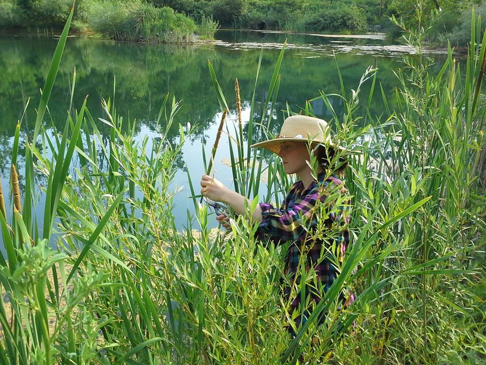 harvesting cattails