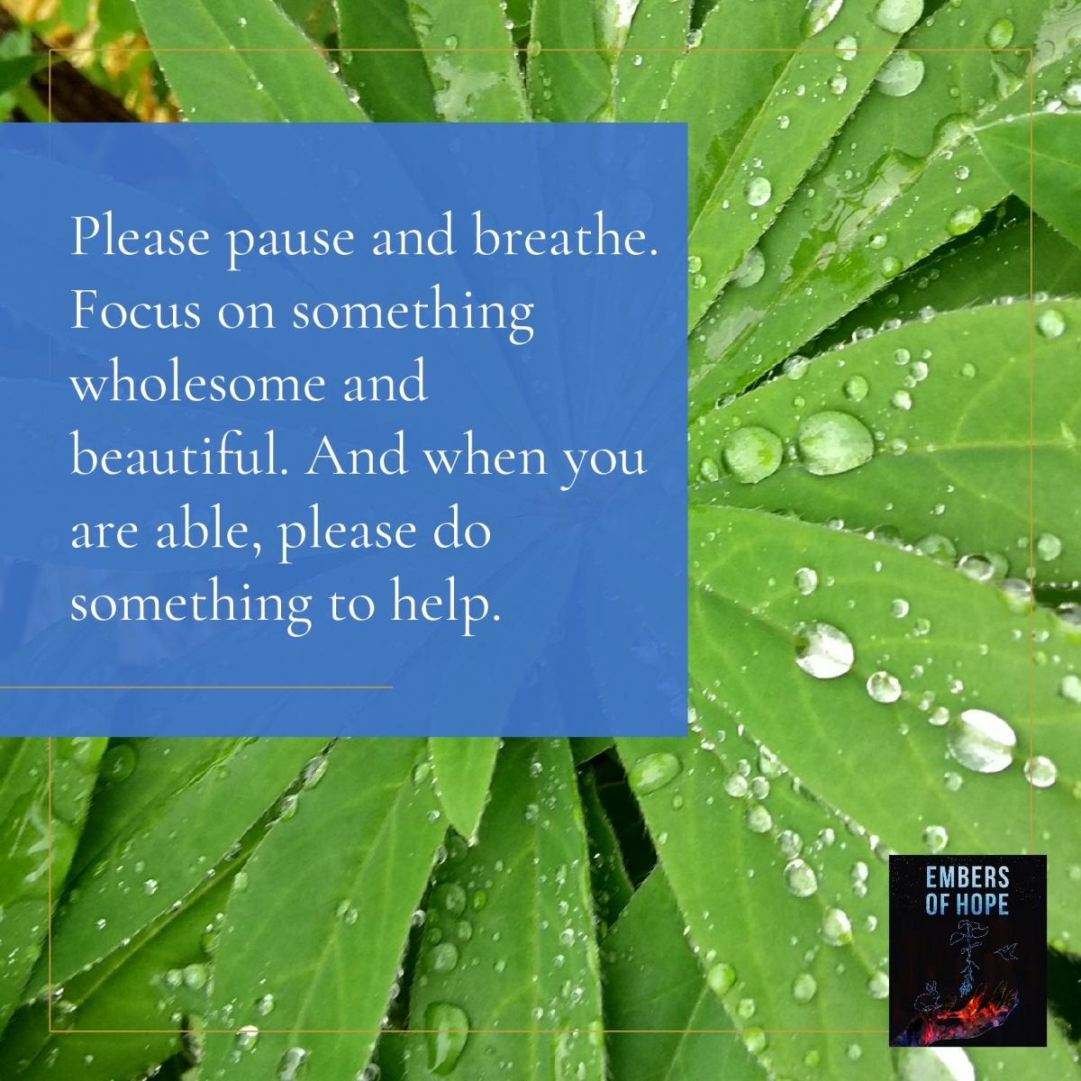 water droplets on lupine leaf and quote