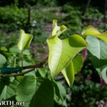 my first graft that took!  Asian pear scion on a Manchurian pear tree