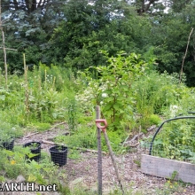 The Wild Garden