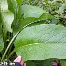 massive comfrey leaves