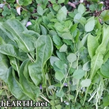 mint, sorrel, lemon balm, chicory and garlic mustard