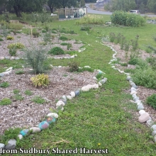 photo courtesy of Sudbury Shared Harvest