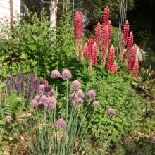 our zone 1 polyculture