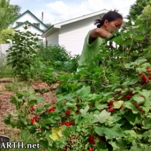 harvesting red currants