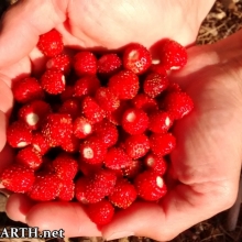 wood strawberries from the groundcover
