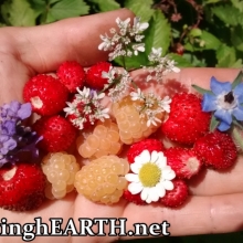 a handful of perennial harvest