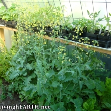 kale going to seed in greenhouse