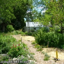 late spring in the garden