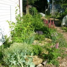 our zone 1 polyculture