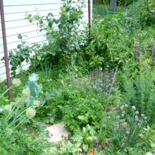 our zone 1 polyculture