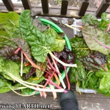 beautiful chard harvest under the snow